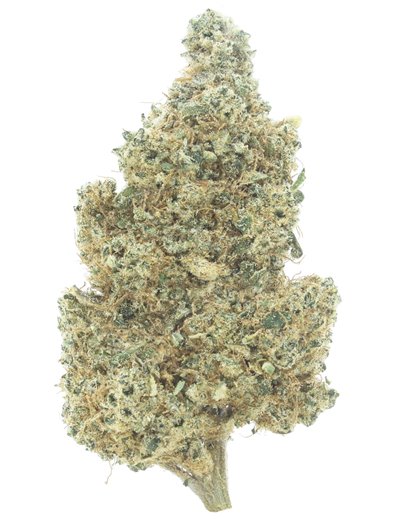 green apple infiorescenza