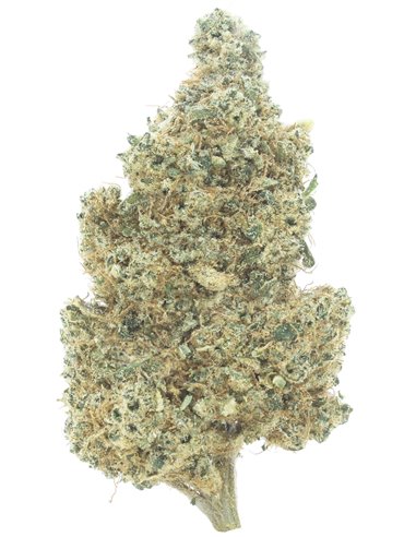 green apple infiorescenza
