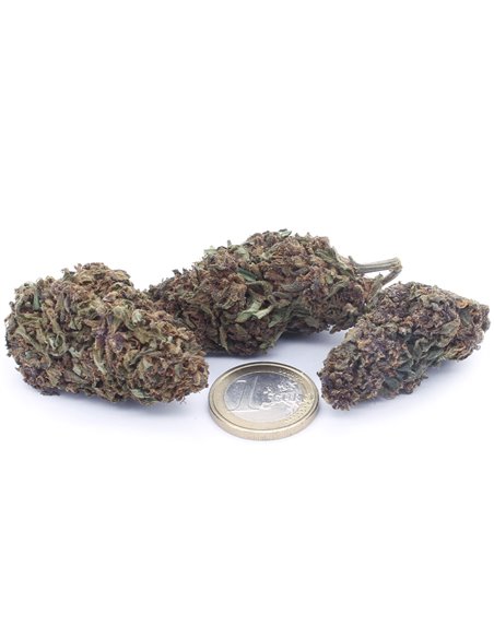 purple queen infiorescenza