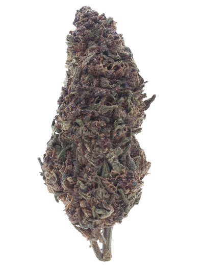 purple queen infiorescenza