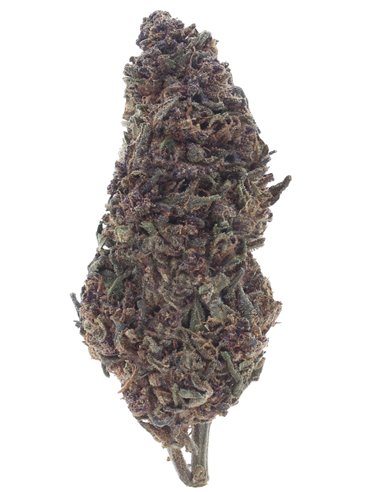purple queen infiorescenza