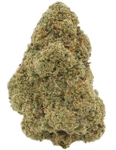 super silver haze infiorescenza