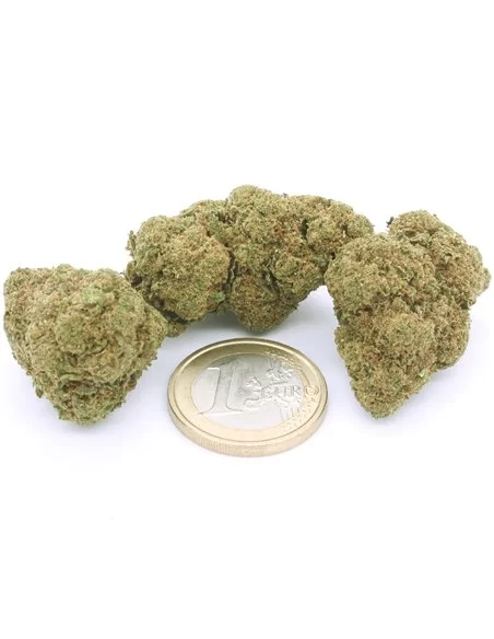 super silver haze infiorescenza