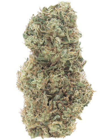 orange bud infiorescenze