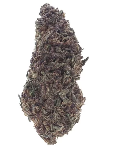 purple queen infiorescenza