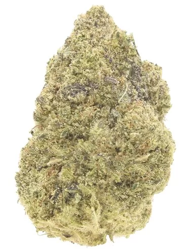 girl scout cookies infiorescenza
