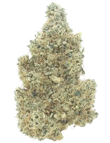 green apple infiorescenza