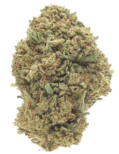 critical infiorescenza