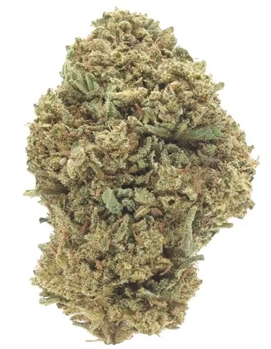 critical infiorescenza