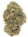 critical infiorescenza