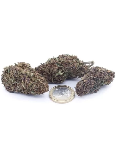 purple queen infiorescenza