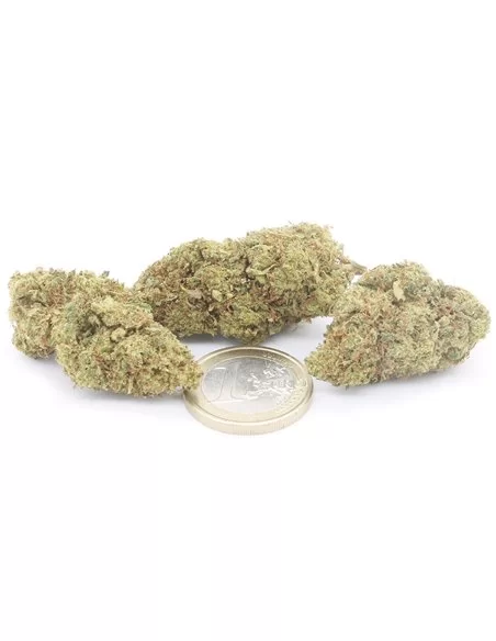 super lemon zest infiorescenza