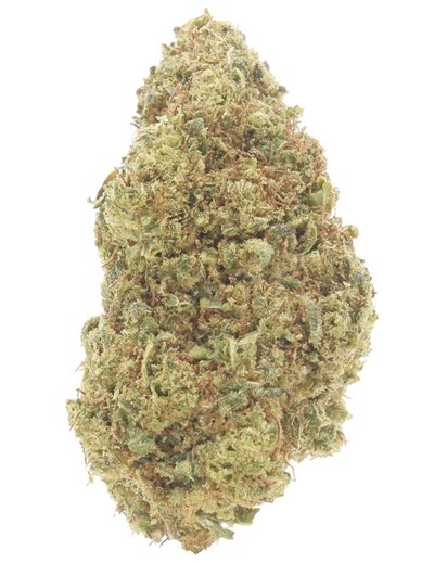 super lemon zest infiorescenza