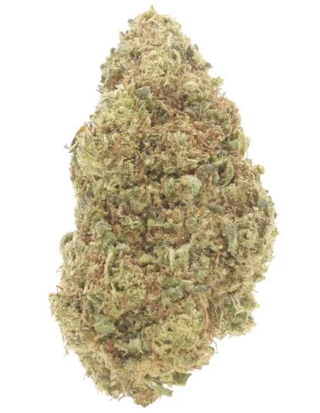 super lemon zest infiorescenza