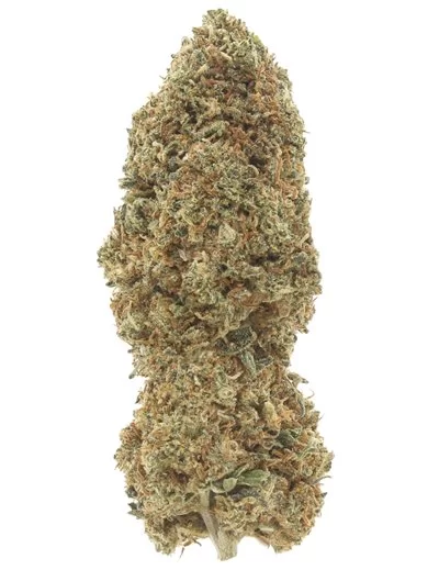 mimosa infiorescenza
