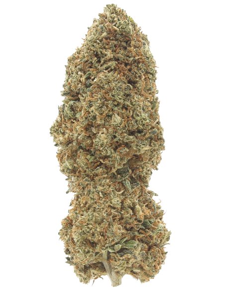 mimosa infiorescenza