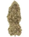 mimosa infiorescenza