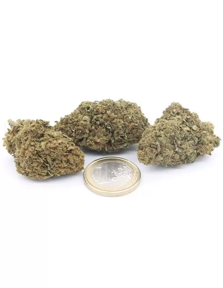 amnesia haze infiorescenza
