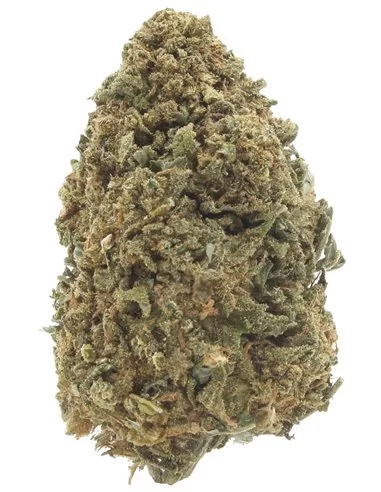 amnesia haze infiorescenza