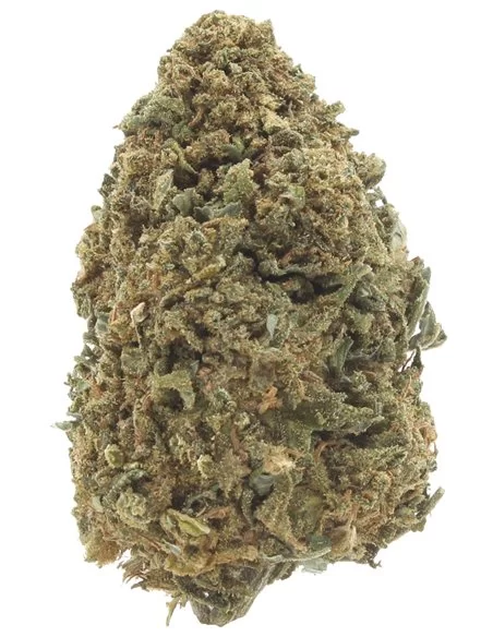 amnesia haze infiorescenza