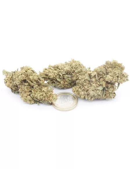 white cbg infiorescenze