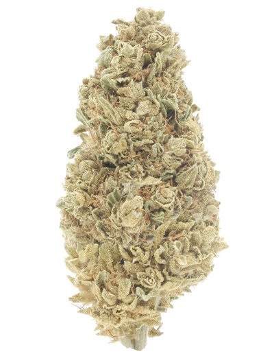 white cbg infiorescenze
