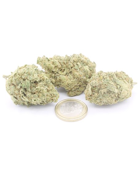 white widow infiorescenza