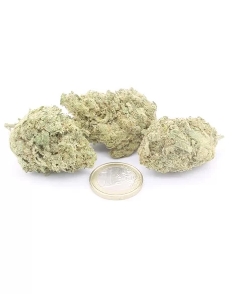 white widow infiorescenza