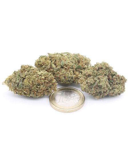 gelato 41 infiorescenze