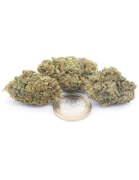 gelato 41 infiorescenze