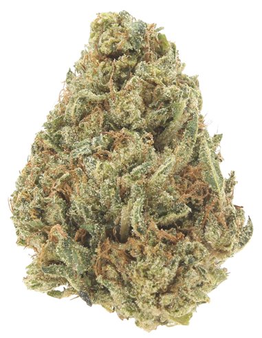 gelato 41 infiorescenze