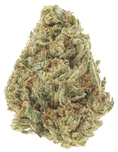 gelato 41 infiorescenze