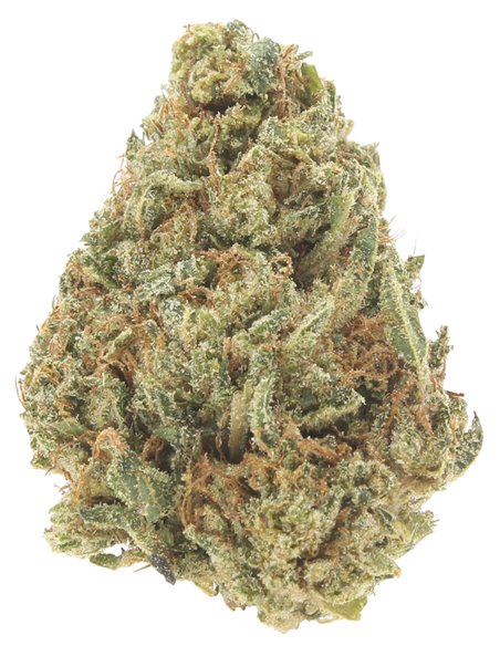 gelato 41 infiorescenze