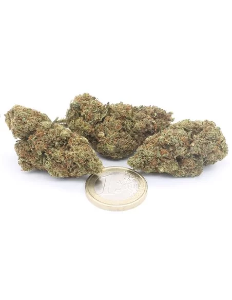 blue dream infiorescenza
