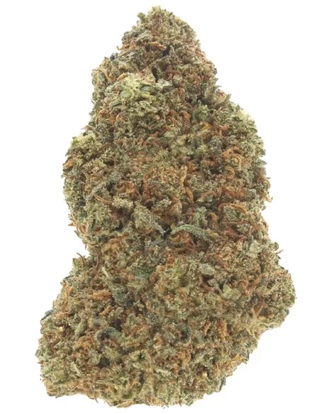 blue dream infiorescenza