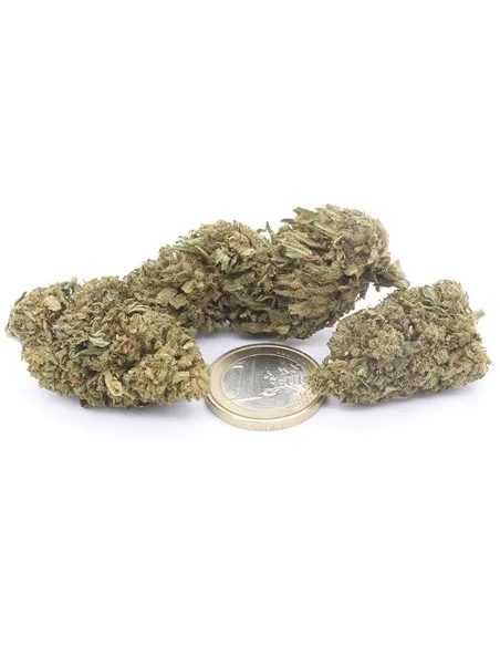bubblegum infiorescenza