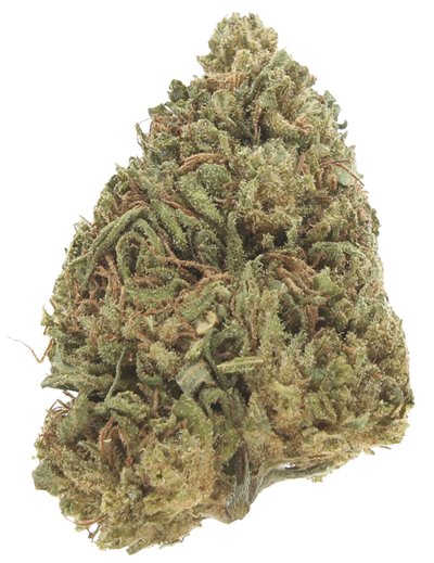 bubblegum infiorescenza