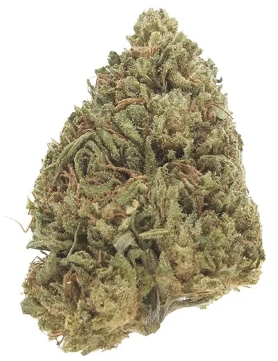 bubblegum infiorescenza