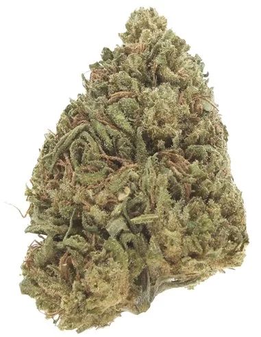 bubblegum infiorescenza