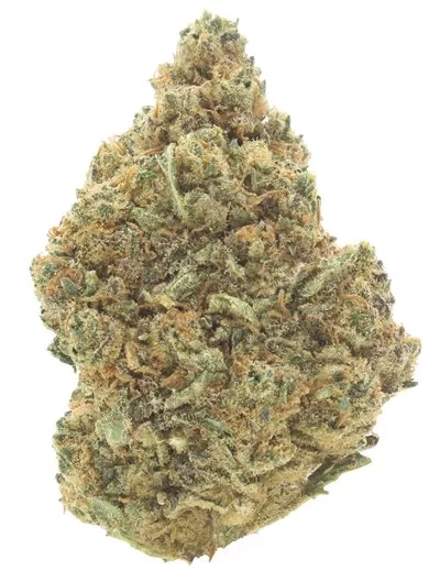 gorilla glue infiorescenza