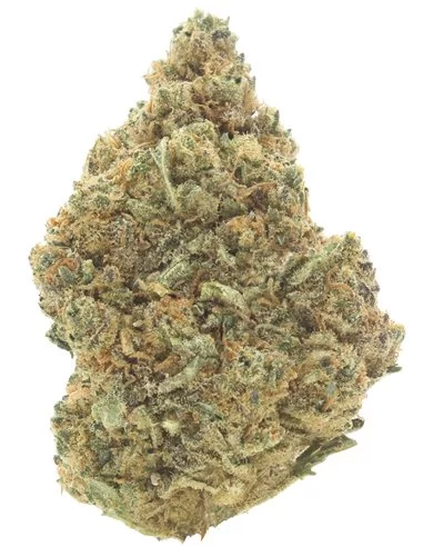 gorilla glue infiorescenza