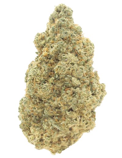 northern lights infiorescenze