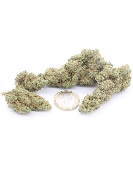 gorilla glue infiorescenza