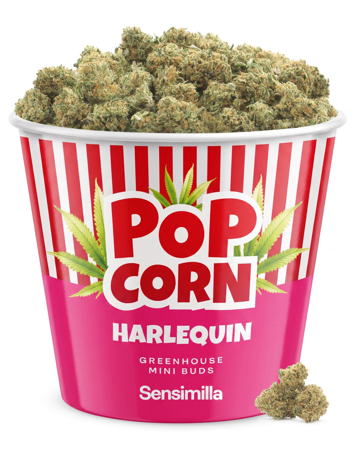 Harlequin Popcorn