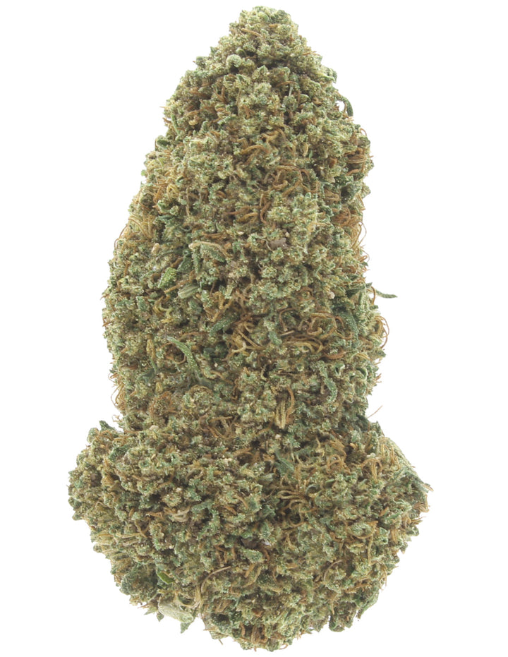 Mimosa