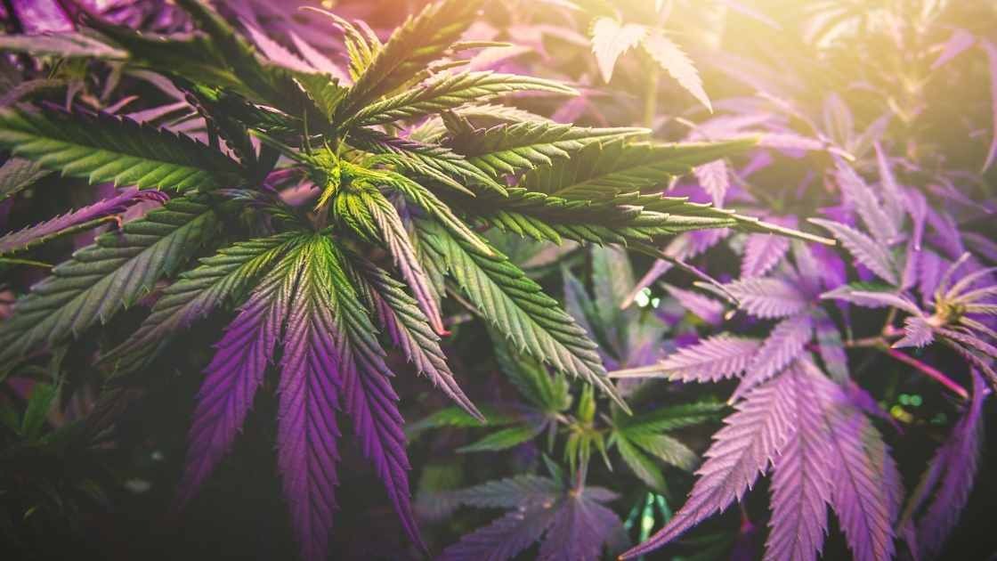 Cannabis: Info e Origine di questa specie botanica