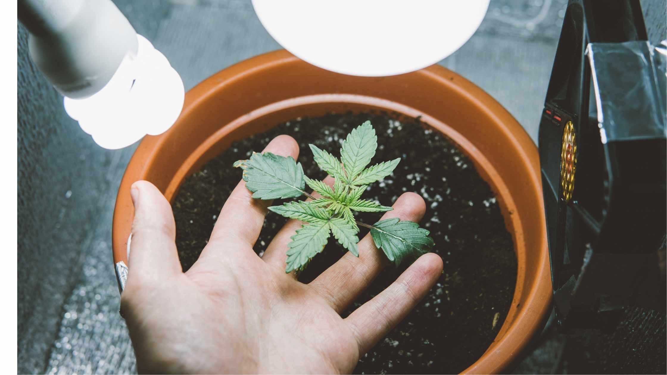 Creare uno Spazio di Coltivazione della Cannabis