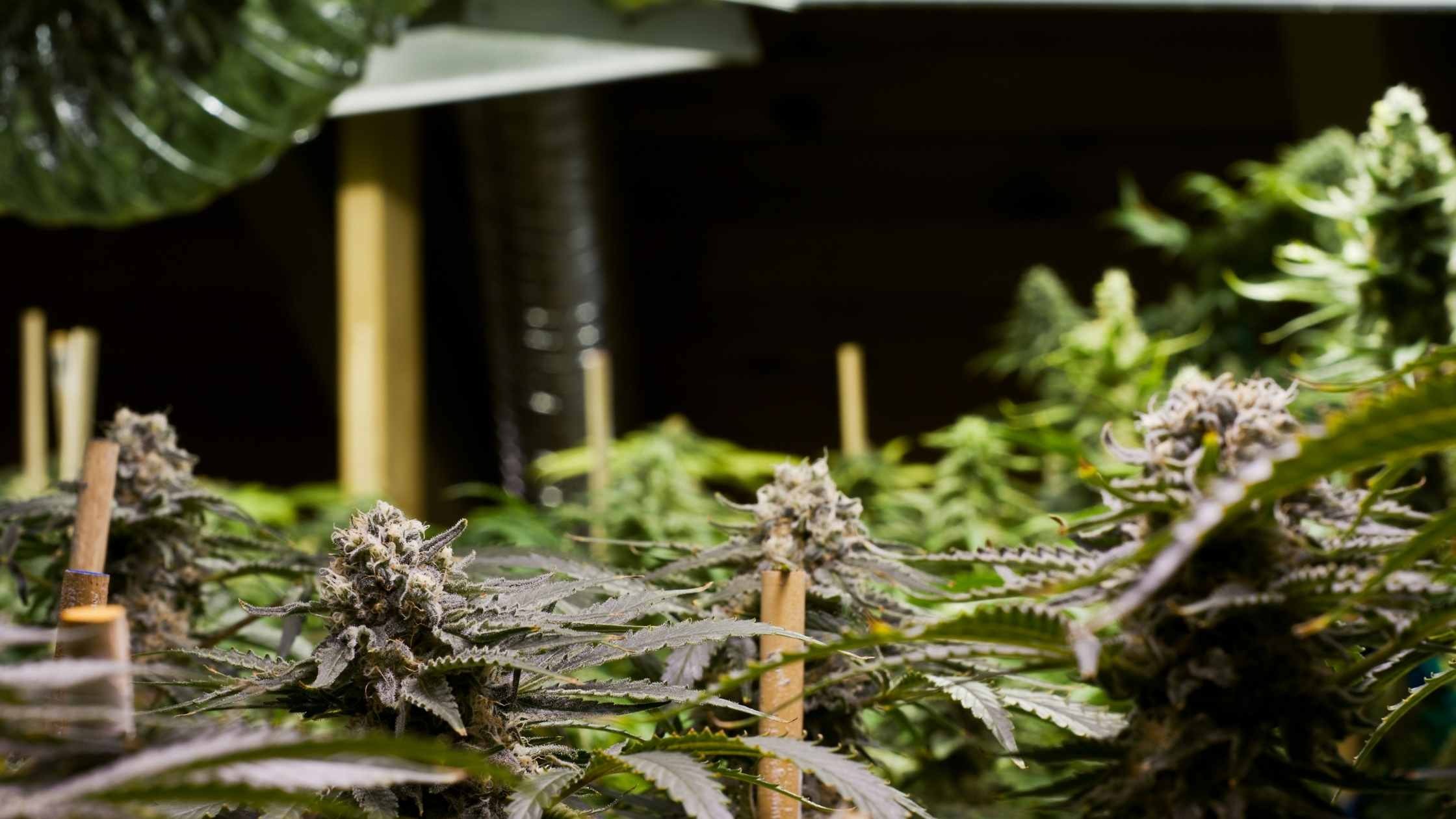 Come coltivare cannabis in casa? Partiamo dal costruire uno schermo di isolamento