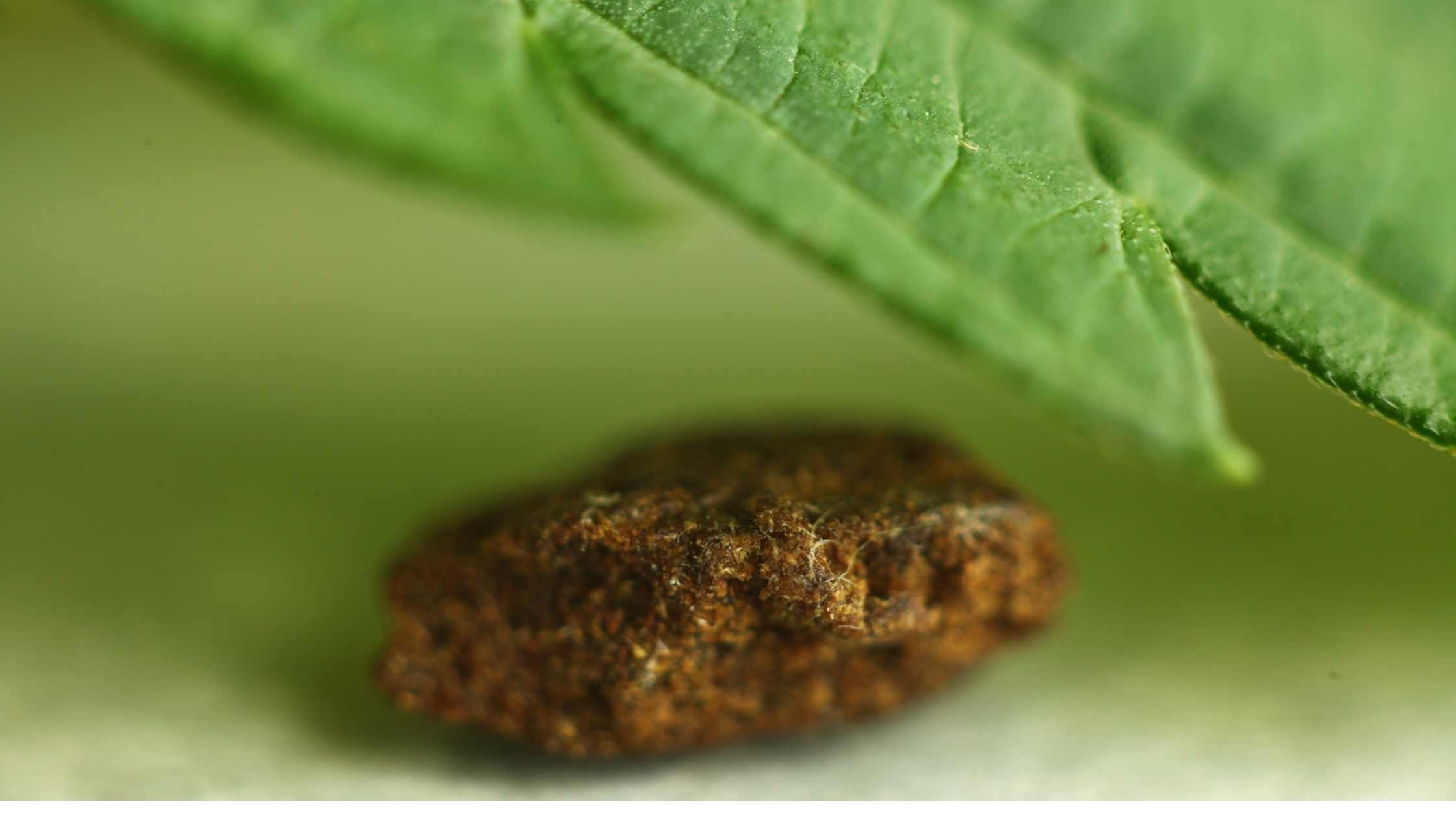Cos'è l'hashish? La lavorazione dell'hash nel corso dei secoli