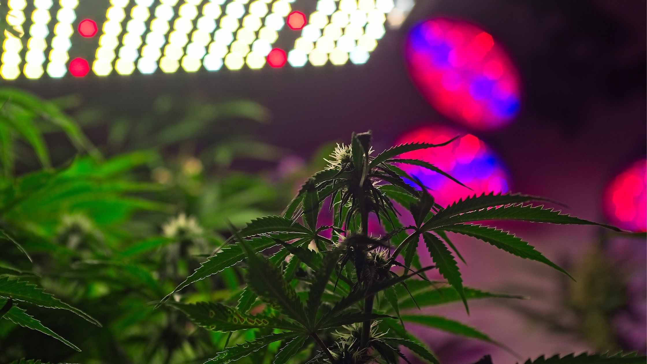Allestimento Grow Room: Creare una vasca di raccolta